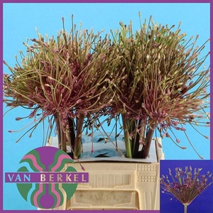 Allium Schubertii