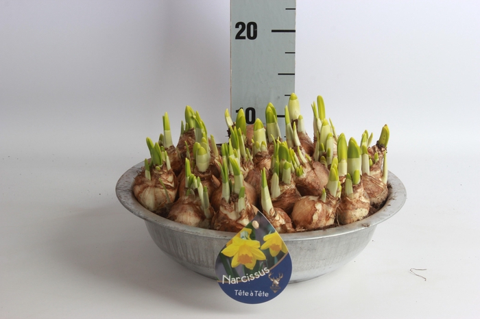 <h4>ARR N TETE A TETE</h4>