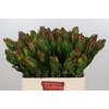 Leucadendron Laurel Yellow