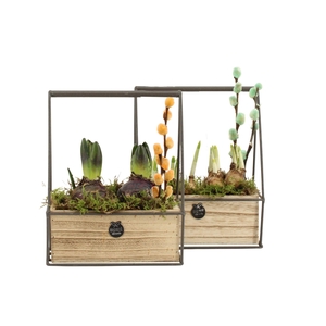 11676: Outdoor spring arrangement