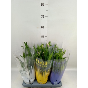 Freesia   ...