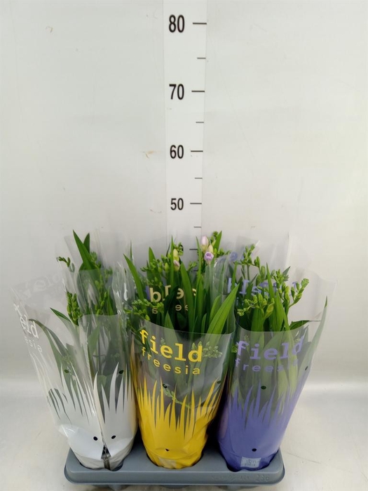 <h4>Freesia   ...</h4>