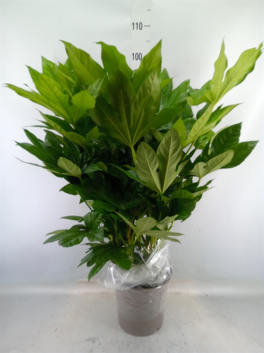 <h4>Fatsia japonica   ...</h4>