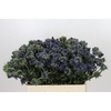 Eryngium Magical Grand Lagoon