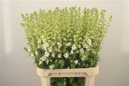 <h4>Delph Rids White</h4>