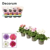 Primula 'Touch Me' mix 4x2 light | Decorum