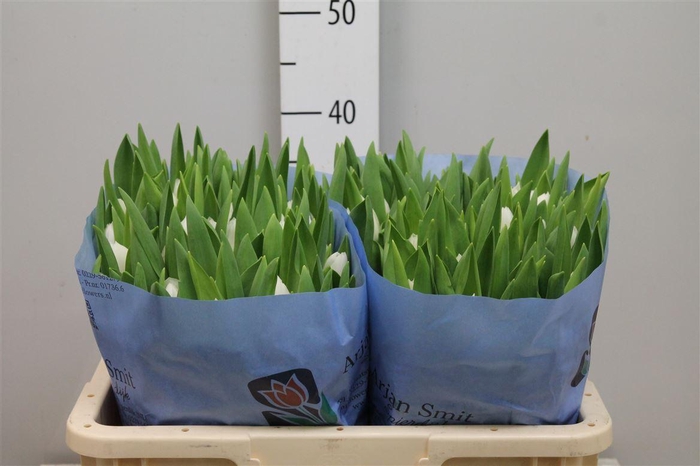 <h4>Tu En Royal Virgin</h4>