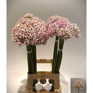 ALLIUM  'SILVERSPRING'