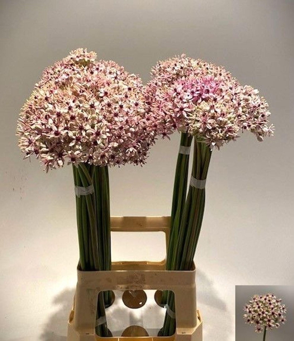<h4>ALLIUM  'SILVERSPRING'</h4>