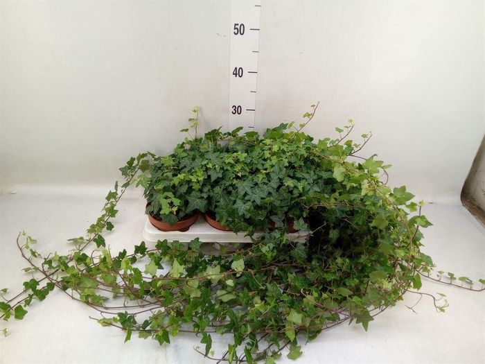 <h4>Hedera helix 'Pittsburgh'</h4>