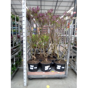 Syringa vulg. 'Sensation'