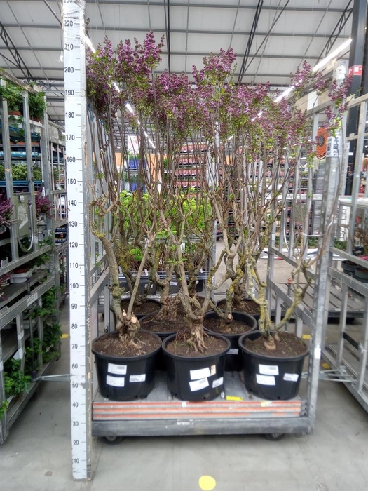 <h4>Syringa vulg. 'Sensation'</h4>