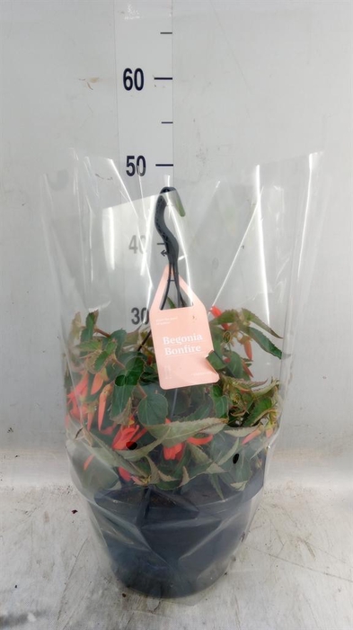 <h4>Begonia tuber. 'Bonfire'</h4>