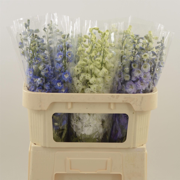 <h4>Delphinium Mix</h4>