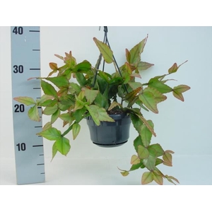 Rhipsalis Elliptica hangpot