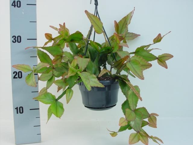 <h4>Rhipsalis Elliptica hangpot</h4>