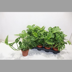 Monstera Obliqua