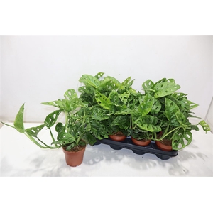 Monstera Obliqua