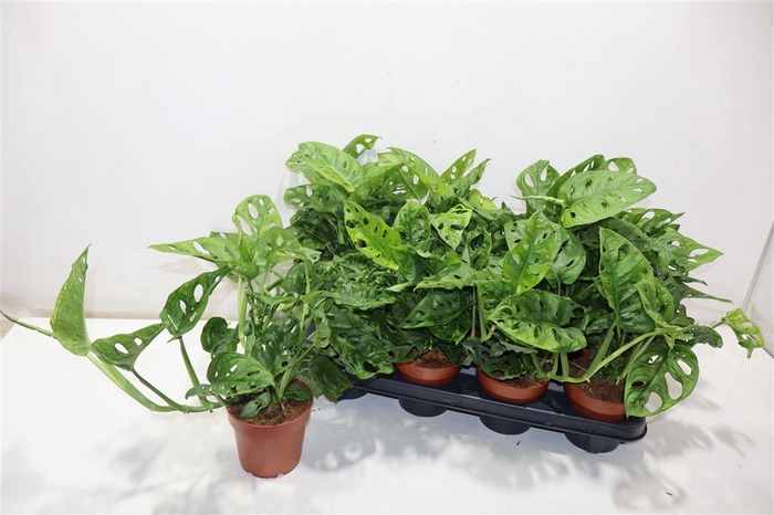 <h4>Monstera Obliqua</h4>