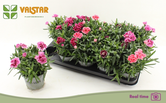 <h4>DIAN OSC GEM</h4>