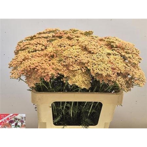 Achillea M Lachsschonheit