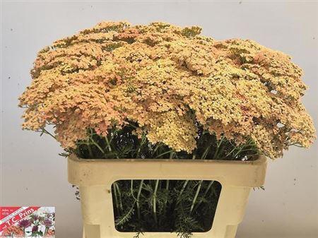 <h4>Achillea M Lachsschonheit</h4>