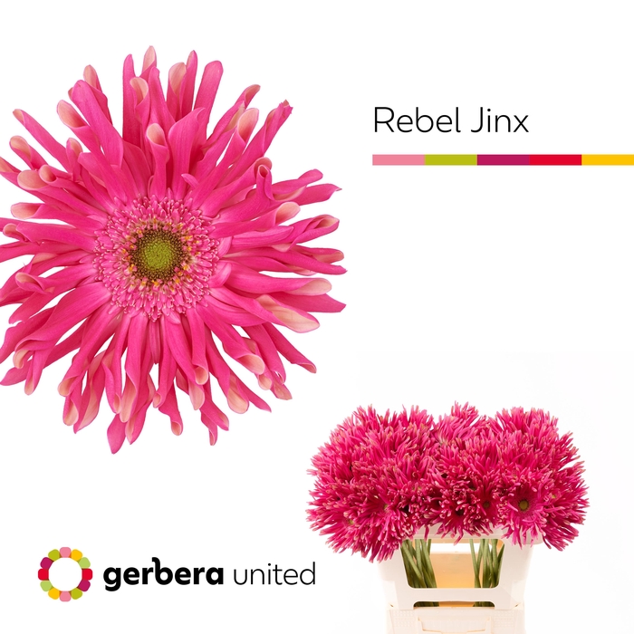 <h4>Gerbera Pasta Rebel Jinx Water x40</h4>