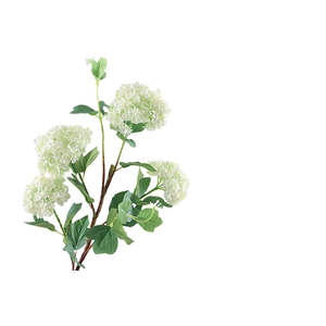 Viburnum Opulus White
