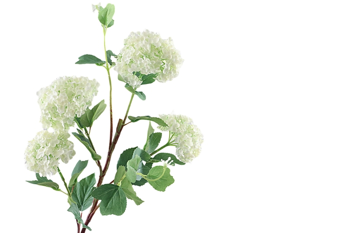 <h4>Viburnum Opulus White</h4>
