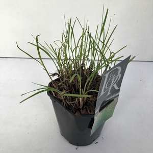 Graminées Miscanthus 'Adagio'