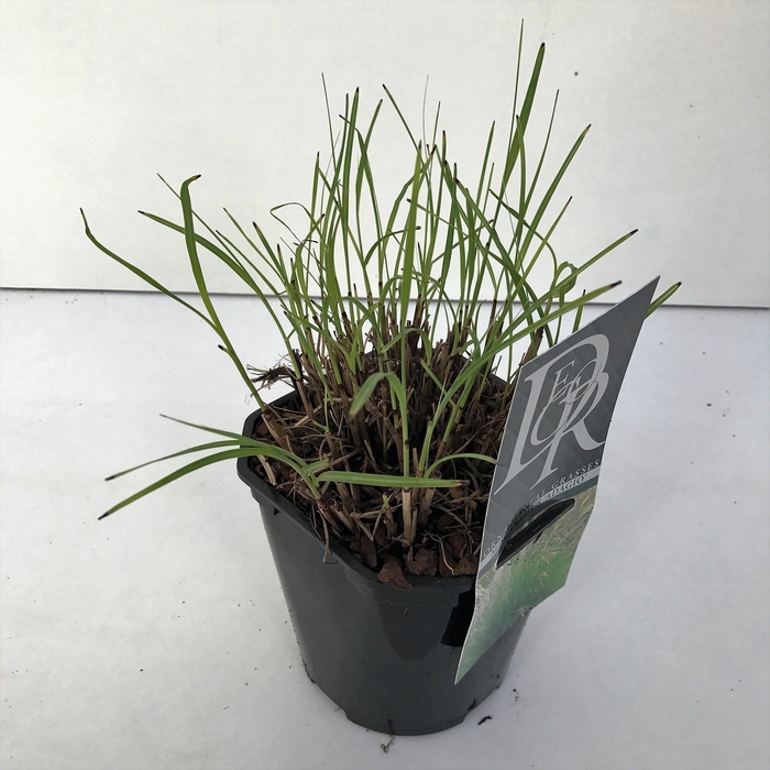 <h4>Graminées Miscanthus 'Adagio'</h4>
