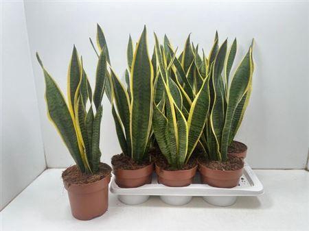 <h4>Sansev Laurentii</h4>