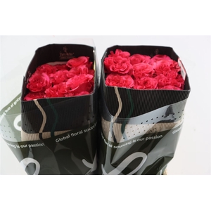 R Gr Exotix Berry