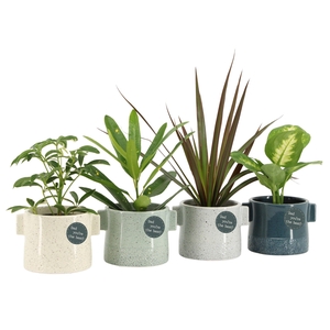 21780: Solutionss Father's day Groenmix Greenss