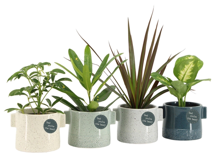 <h4>21780: Solutionss Father's day Groenmix Greenss</h4>
