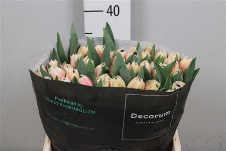 <h4>Tu Du Sambuca</h4>