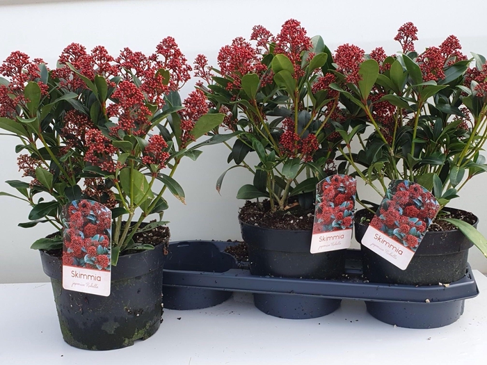 <h4>SKIM J RUBELLA</h4>