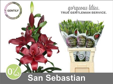 <h4>Li La San Sebastian</h4>