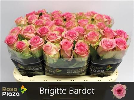 <h4>R Gr Brigitte Bardot</h4>