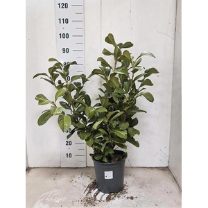 PRUN LA ROTUNDIFOLIA