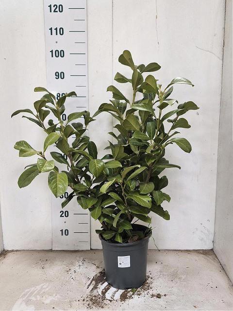 <h4>PRUN LA ROTUNDIFOLIA</h4>