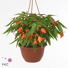 Begonia  'Wfall Dreams Encan Orang'