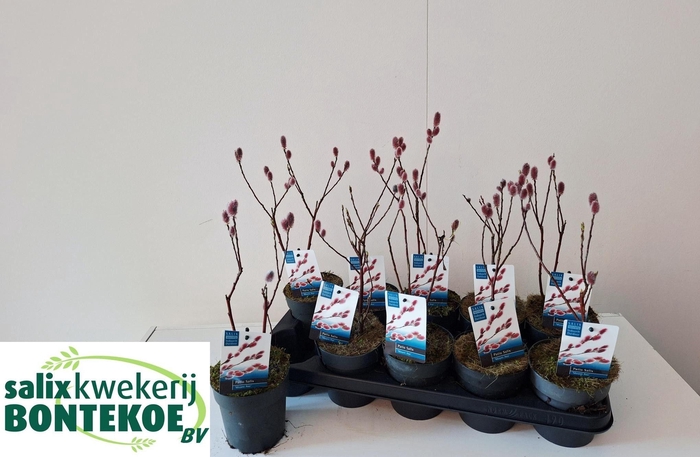 <h4>SALIX MT. ASO</h4>