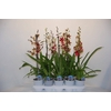 Cambria cascade 1 tak mix (Decorum)