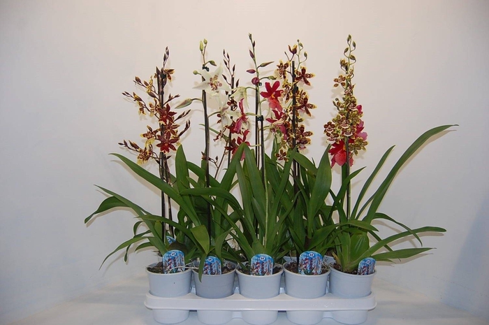 Cambria cascade 1 tak mix (Decorum)