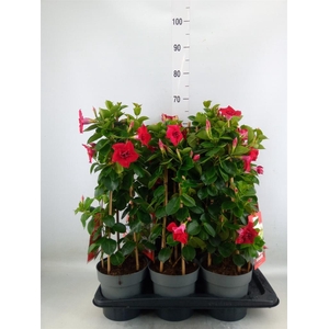 Mandevilla am. 'Sundav Double Red'