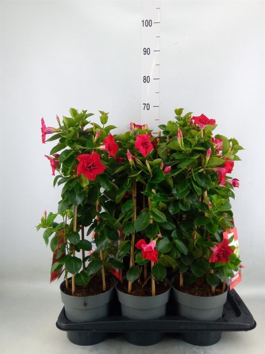 <h4>Mandevilla am. 'Sundav Double Red'</h4>