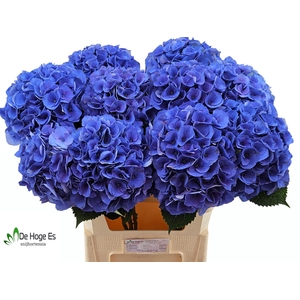 HYDR M ROY CROWN BL