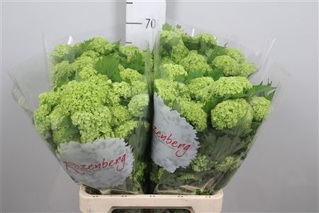 <h4>Viburnum Roseum St 1/2 Bal</h4>