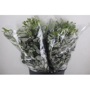 Pittosp Ralphi Leaves 200gr P Bunch